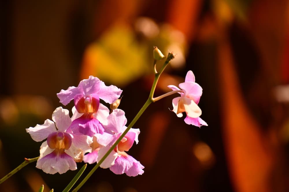 Hotel Alisei - Photo 40