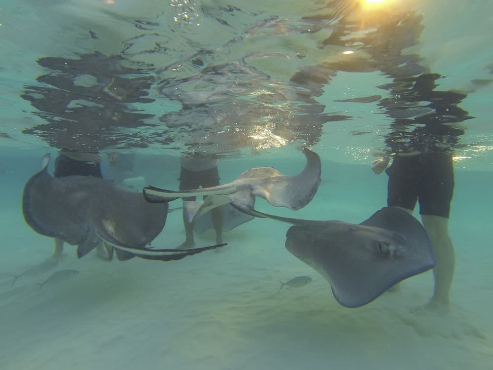 Wyndham Reef Resort Grand Cayman - Photo 50